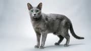 Korat