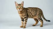 Chausie