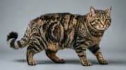 Kurilian Bobtail