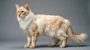 Oriental Longhair