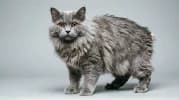 Cymric