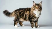 Maine Coon