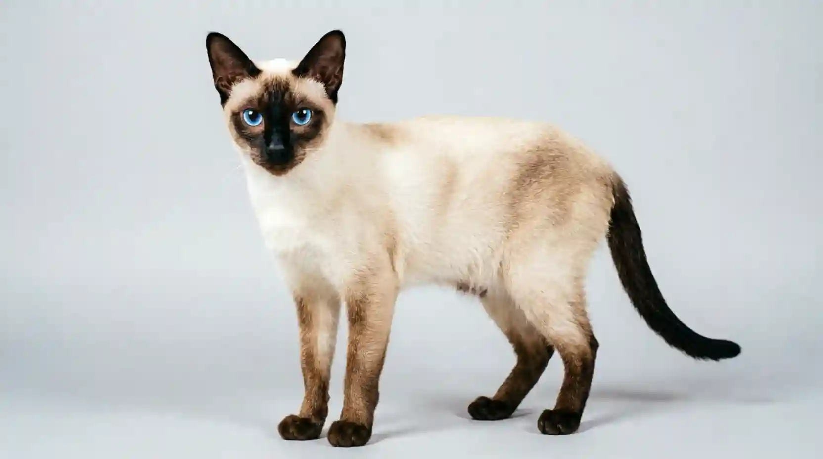 Siamese