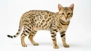 Ocicat