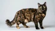 Asian Semi-longhair