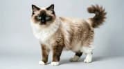 Ragdoll