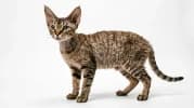 Devon Rex