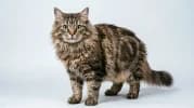 American Wirehair