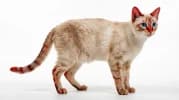 Colorpoint Shorthair