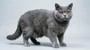 Chartreux