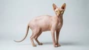 Sphynx