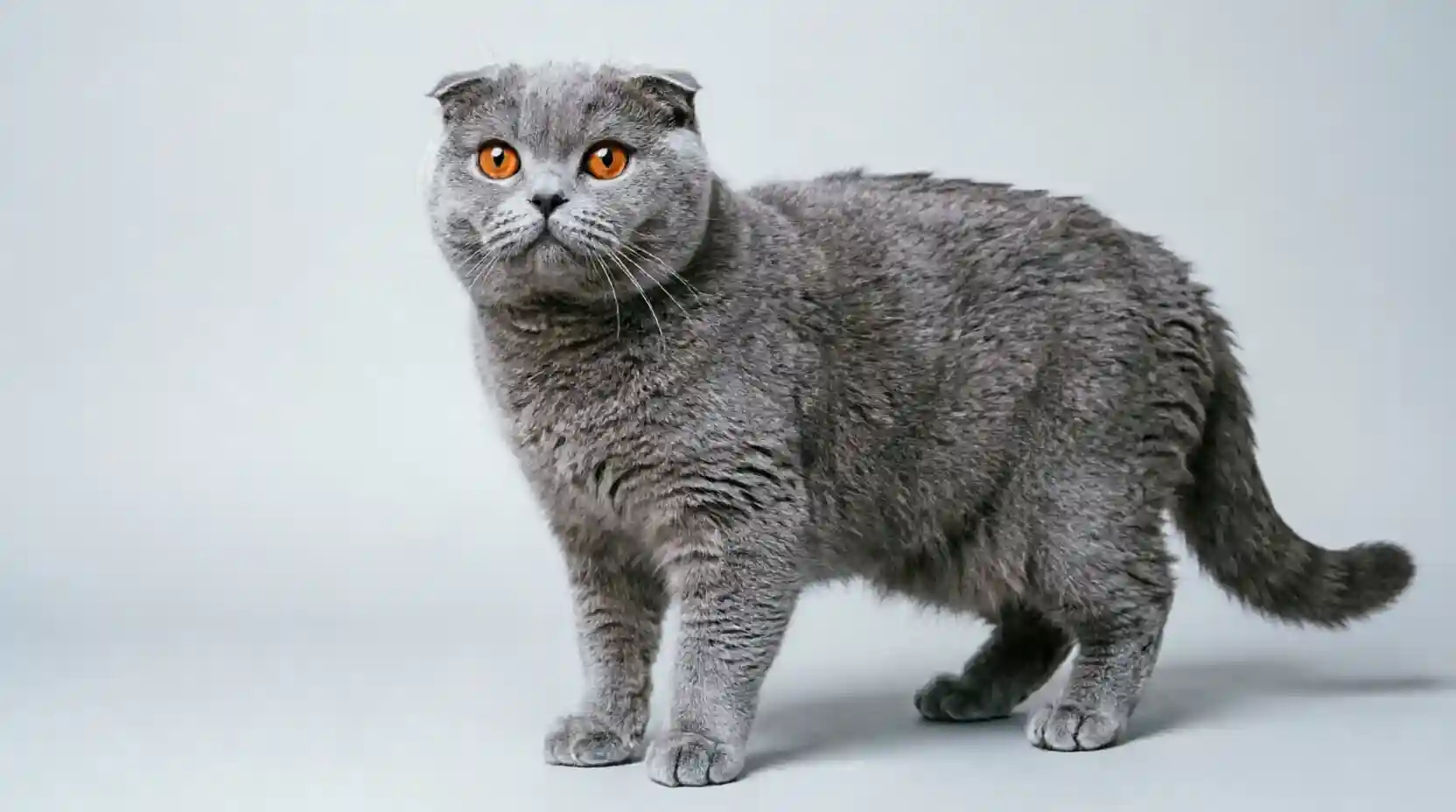 Scottish Fold