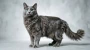Nebelung