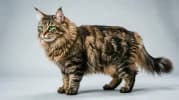 Norwegian Forest Cat