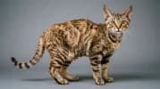 Cornish Rex