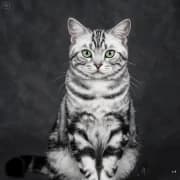 American Shorthair