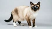 Snowshoe