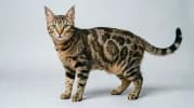 Brazilian Shorthair