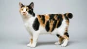 Japanese Bobtail