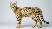 Serengeti