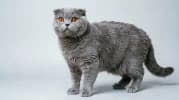 Scottish Fold