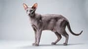 Oriental Shorthair