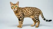 Egyptian Mau