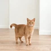American Bobtail