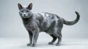 Russian Blue