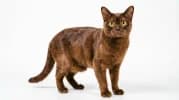 European Burmese