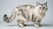 Selkirk Rex