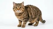 Manx