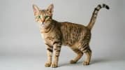 Arabian Mau