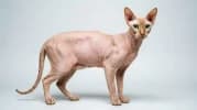 Peterbald