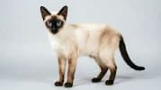 Siamese