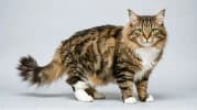 Siberian