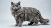 British Longhair