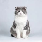 American Curl