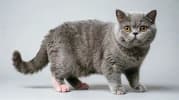 Exotic Shorthair