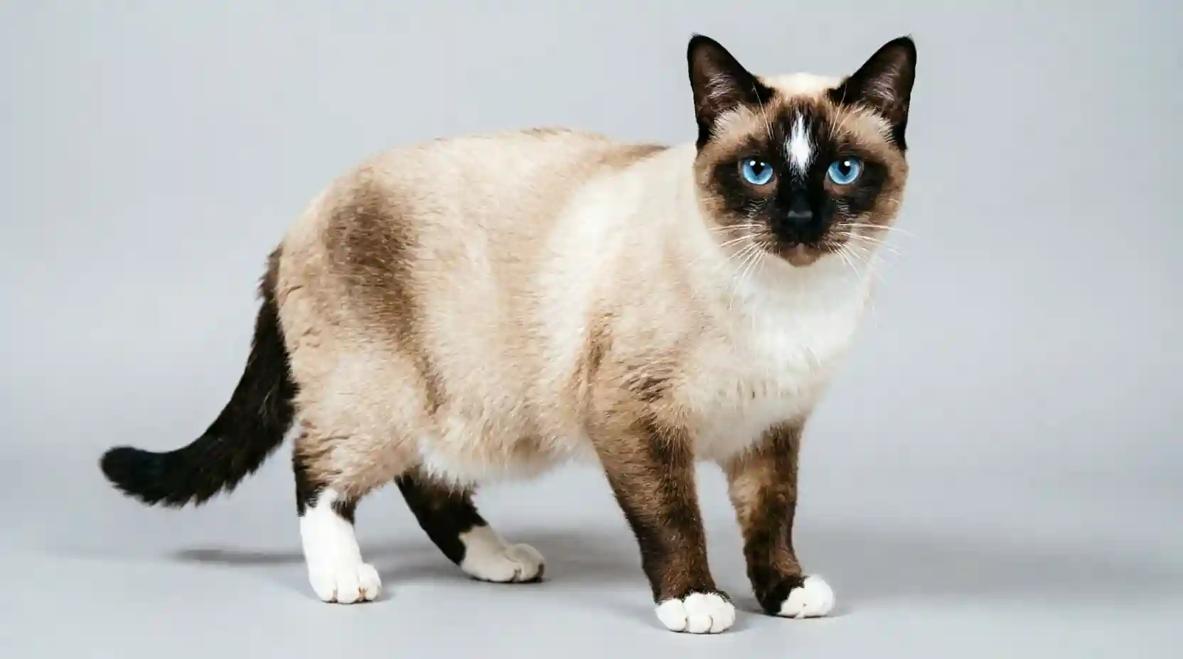 Snowshoe
