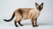 Tonkinese
